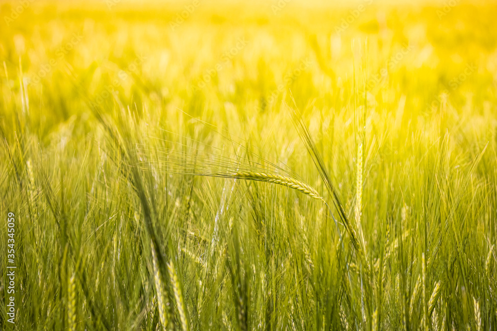 Detailed close-up photo of a golden grain field on a sunny summer day. Agricultural farmland in golden sunlight. Health, food background concept