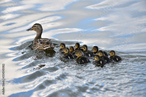 Obraz na płótnie The wild duck mother floating on the pond with small babies w salonie