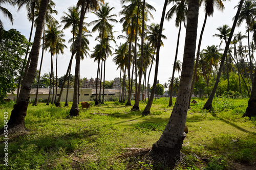 shot of scatterly arranged coconut trees in the land