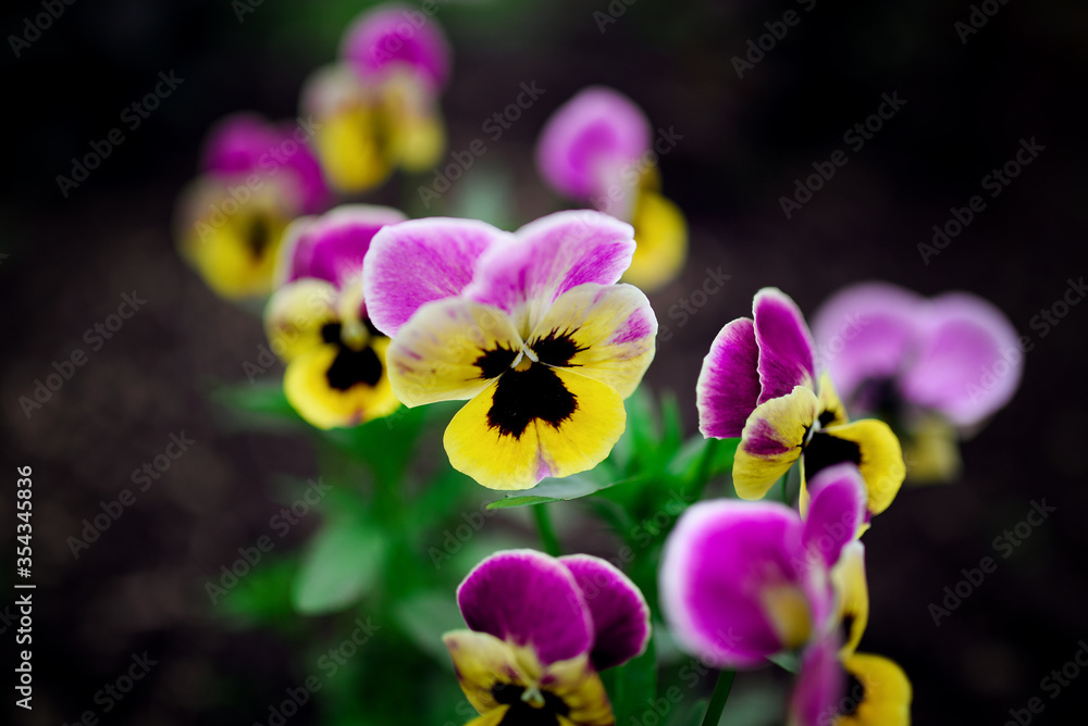 Fototapeta premium Beautiful bright flowers in spring garden