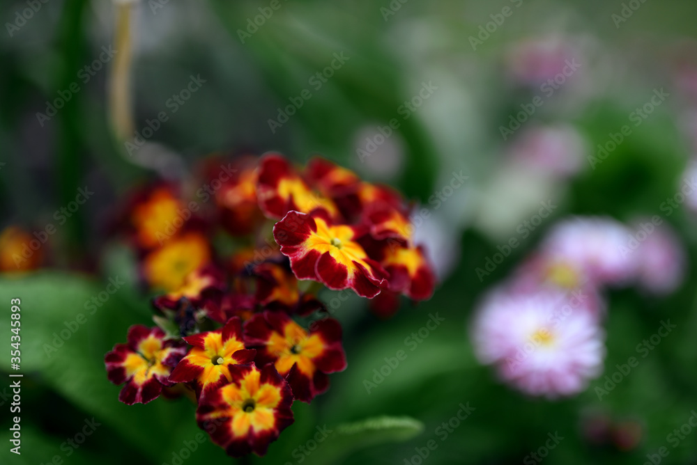 Beautiful red flowers in spring blooming garden Beautiful red flowers in spring blooming garden