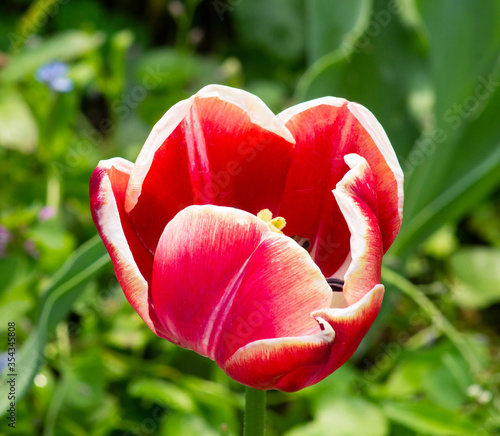 California peony