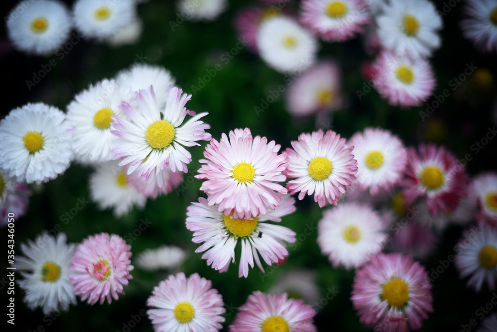 Beautiful little daisies in spring garden Beautiful little daisies in spring garden