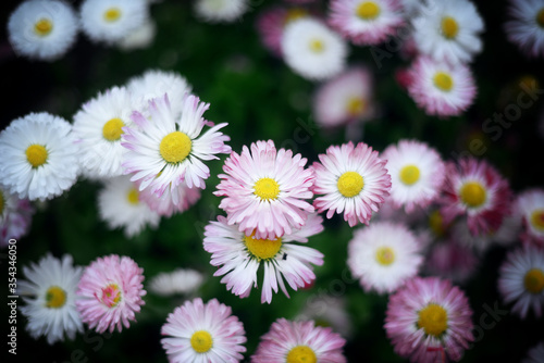 Beautiful little daisies in spring garden