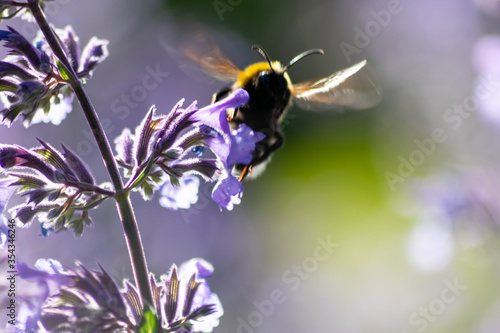Busy bumblebee pollinating a purple blossom in spring and summer with much copy space and a blurred background shows a clumsy bee insect during dusting and collecting pollen for honey © sunakri