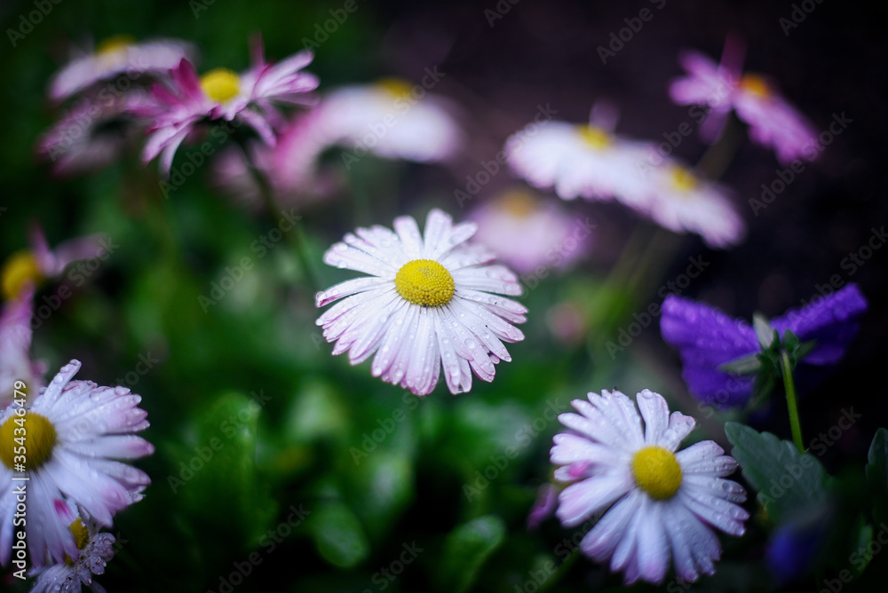 Beautiful little daisies in spring garden Beautiful little daisies in spring garden