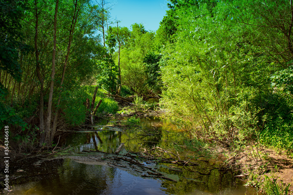 green forest in sunlight, soft focus on forests stream green forest in sunlight, soft focus on forests stream