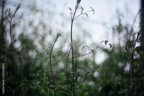 Little rain drops on the leaves