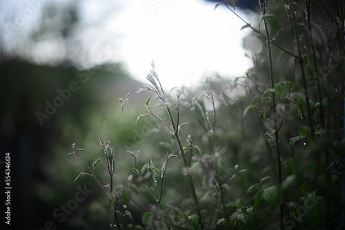 Little rain drops on the leaves