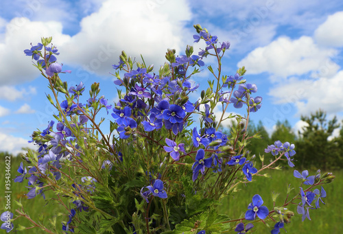 A bouquet of wild flowers, forget-me-nots against a blue sky with white clouds and green grass on a Sunny day.