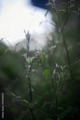 Little rain drops on the leaves