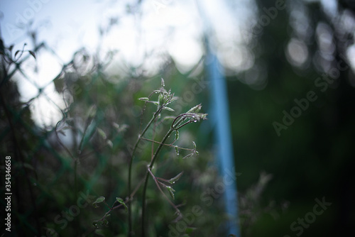 Little rain drops on the leaves