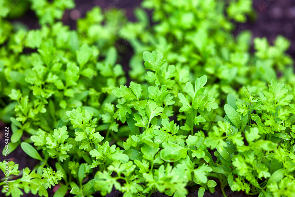 Green young organic garden cress grows outdoors Green young organic garden cress grows outdoors