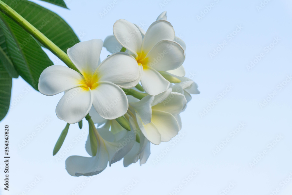 White plumeria flowers bouquet have yellow pollen and green leaf blooming on plant,tropical and summer flower,mix colors,beautiful bunch,spa,Temple Tree,Frangipani