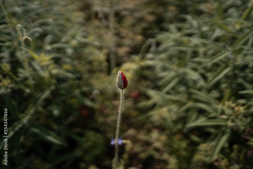 Obraz premium 蕾 半分