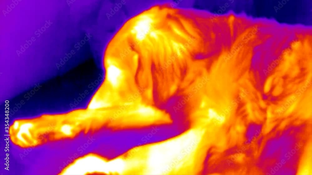 Thermal imaging camera detecting measures the temperature in dogs