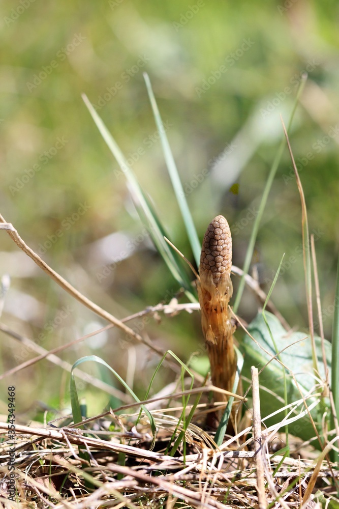 Young wood horsetail plant in dry grass. Close up. Young wood horsetail plant in dry grass. Close up.
