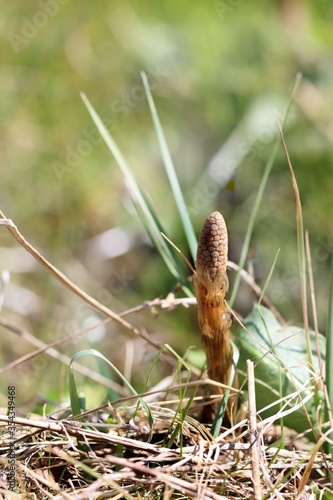 Young wood horsetail plant in dry grass. Close up.