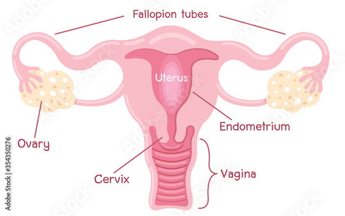 Human anatomy Female reproductive system, female reproductive organs. Organs location scheme uterus, cervix, ovary, fallopian tube icon.