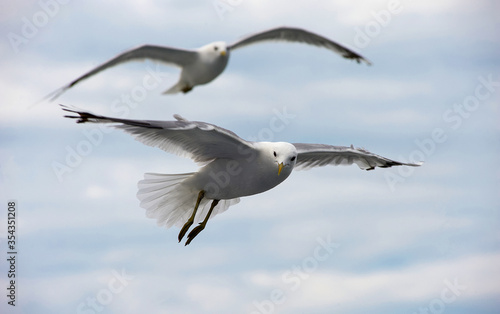 A white gull soars in the blue sky, a gull flies