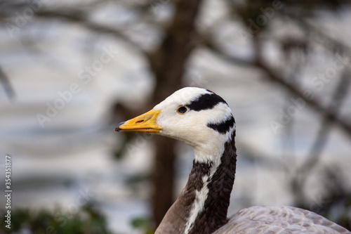 oie à tête barrée, bar-headed goose © Marc