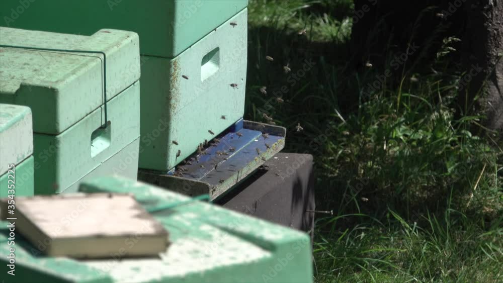 many bees fly excitedly into the beehive of a beekeeper
many bees fly excitedly into the beehive of a beekeeper