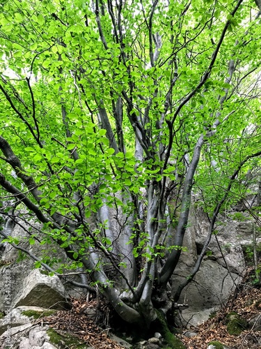 very branched green tree on a steep slope