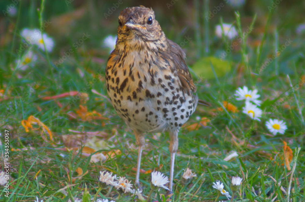 Song Thrush standing to attention in the garden on a beautiful sunny day. Song Thrush standing to attention in the garden on a beautiful sunny day.