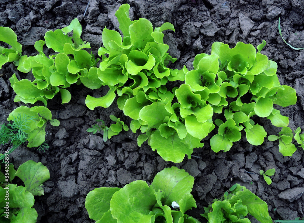 Lettuce Salad Bush In Soil Ground Top View
Lettuce Salad Bush In Soil Ground Top View
