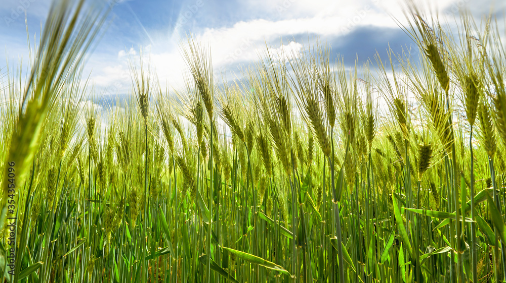 Unripe, green ears of rye. Agriculture. Background.