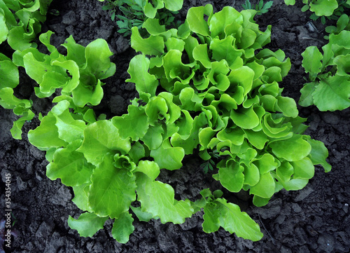 Lettuce Bush Growing On Garden Patch Top View 