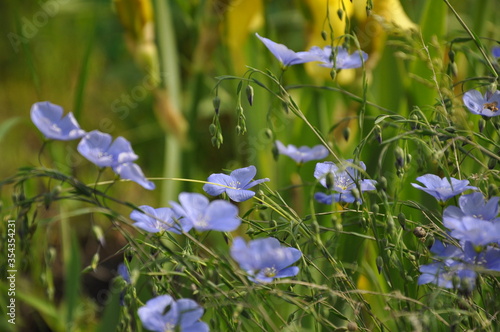 blue flowers in the garden