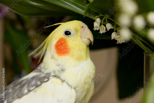 A yellow corella parrot with red cheeks and long feathers