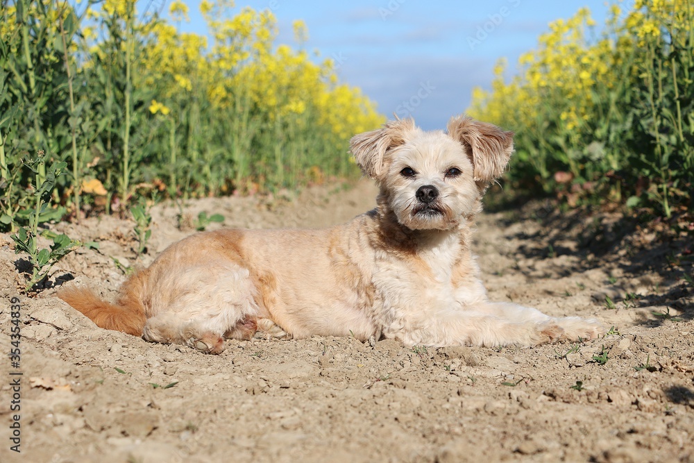 small havanese dog is lying in a yellow rape seed field
