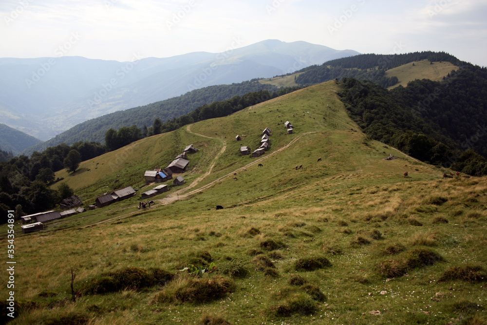 Panoramic view of the meadow landscape with small houses and farm animals aerial view. Hiking travel lifestyle concept in a mountains. Vacations activity outdoor journey in the Carpathians, Ukraine Panoramic view of the meadow landscape with small houses and farm animals aerial view. Hiking travel lifestyle concept in a mountains. Vacations activity outdoor journey in the Carpathians, Ukraine