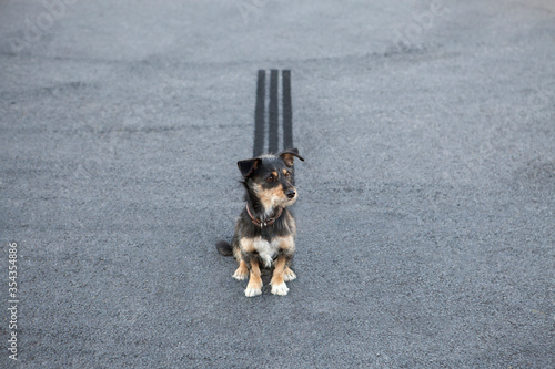 Skidmark behind dog sitting on the road photo