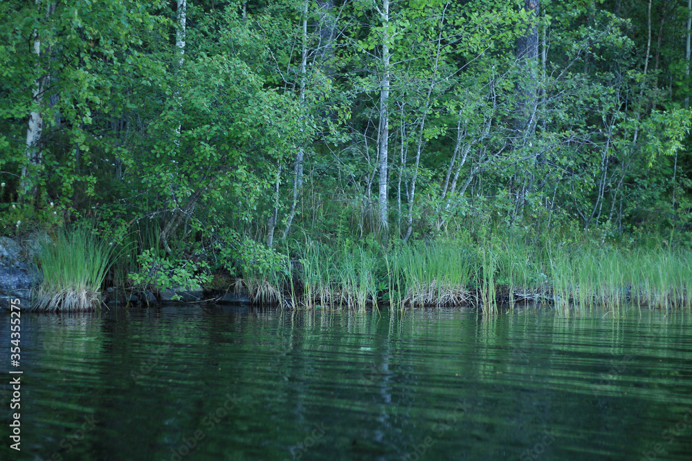 lake in the forest with mysterious water and reeds lake in the forest with mysterious water and reeds