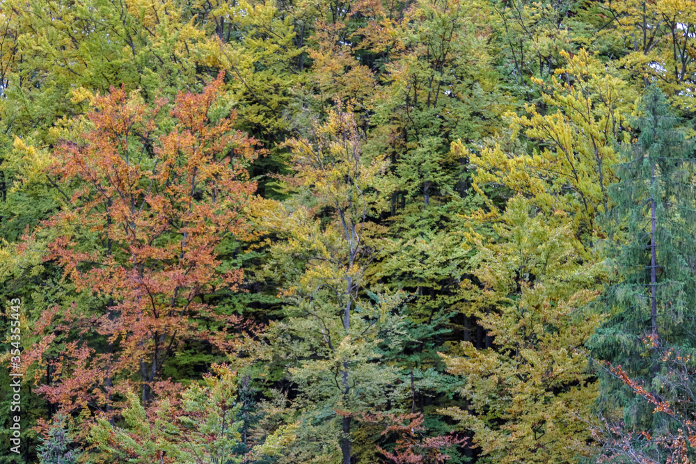 Forest pattern on the autumn mountainside. Trees on the mountainside lit by the sun burn in emerald green. Natural abstract painting. Forest pattern on the autumn mountainside. Trees on the mountainside lit by the sun burn in emerald green. Natural abstract painting.