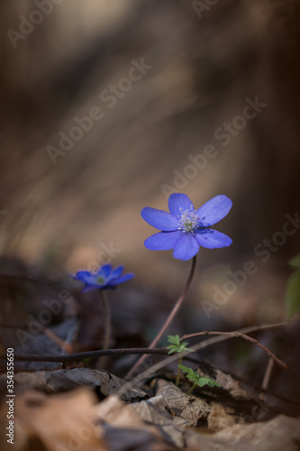 Hepatica transsilvanica flower blooming in the forest