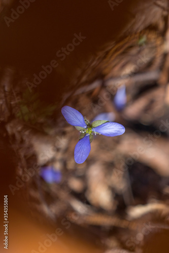 Hepatica transsilvanica flower blooming in the forest in spring season photo