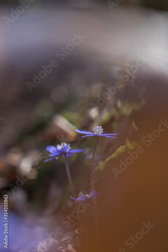 Hepatica transsilvanica flower blooming in the forest in spring season photo