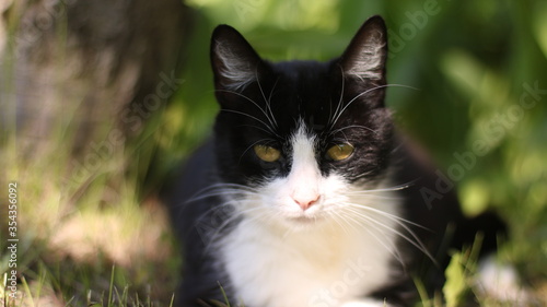 black and white cat on grass