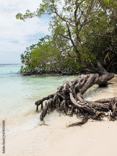 tree and beach in the caribbean, Roatan Honduras © FrediRomero