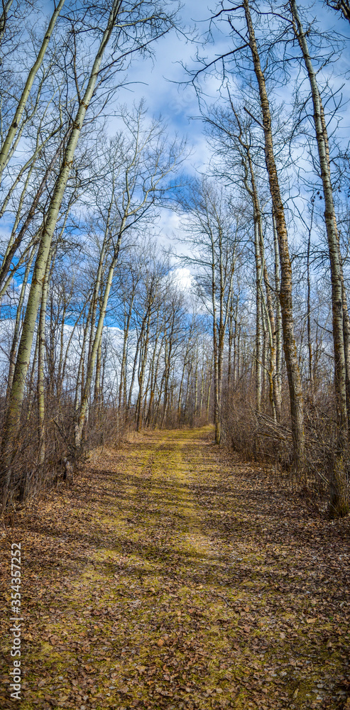 path in the woods path in the woods