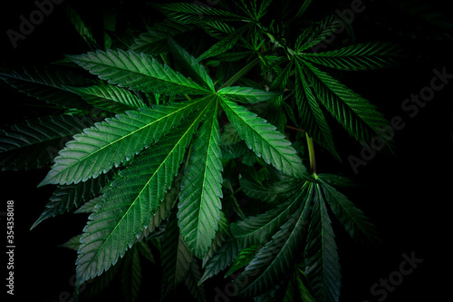Cannabis leaves on dark background - Top view