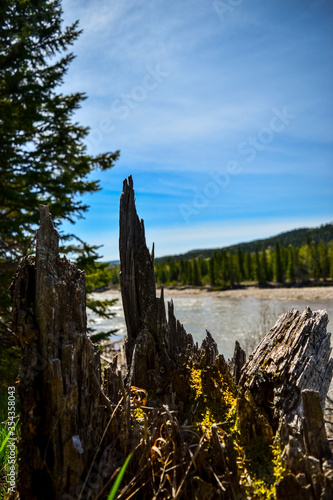 stump by river © Mike