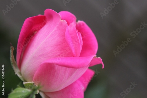 Pink knockout rose in corner