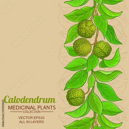 calodendrum branches vector pattern on color background photo