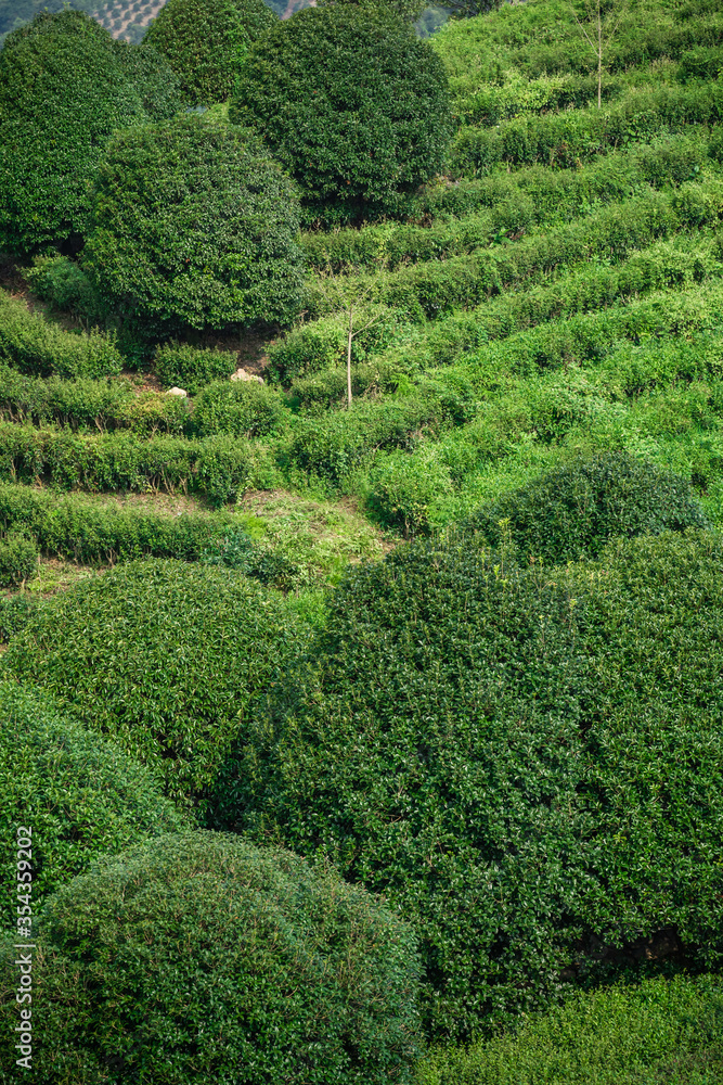 Beautiful  shot of a tea plantation  on a sunny day