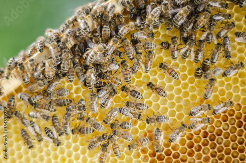 honey bees on honeycomb in apiary in the springtime